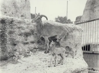 Barbary-Schafe mit zwei Jungen auf den Mappin Terrassen, Londoner Zoo, Juni 1916